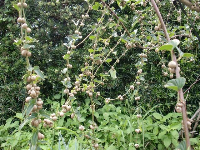 山芋の種　ムカゴ